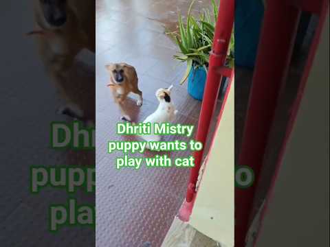 Dhriti Mistry puppy wants to play with cat#cute #cat#shorts #trending