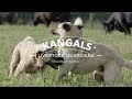 ALL ABOUT THE KANGAL DOG: THE FINEST GUARDIAN DOG