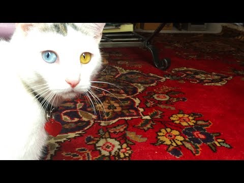 Cats With Two Different Colored Eyes | Feline Heterochromia