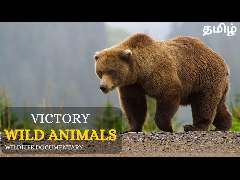 Victory of Wild Animals in Africa Jungle