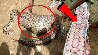 They Thought It Ate A Child... What They Found Inside Was TERRIFYING!