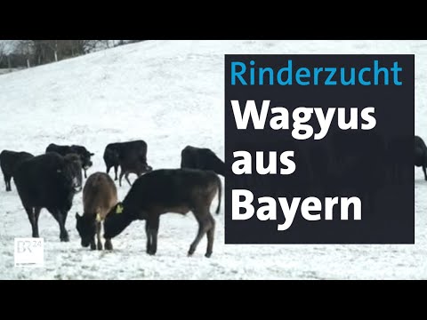 Besondere Rinderzucht in Bayern | Abendschau | BR24