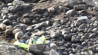 preview picture of video 'Archaeological excavations beside the A1 at Catterick Bridge #NorthYorkshire'