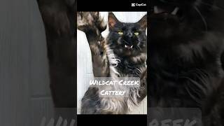 Victor Zsasz polydactyl Maine Coon #mainecoon #handsomeboy #cat #cats
