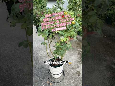 光沢のあるバラ 植物