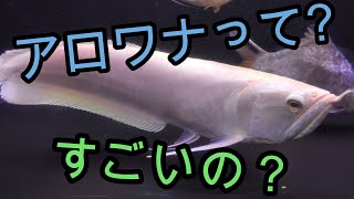 アロワナについて語ります【アジア,熱帯魚,アクアリウム,古代魚】