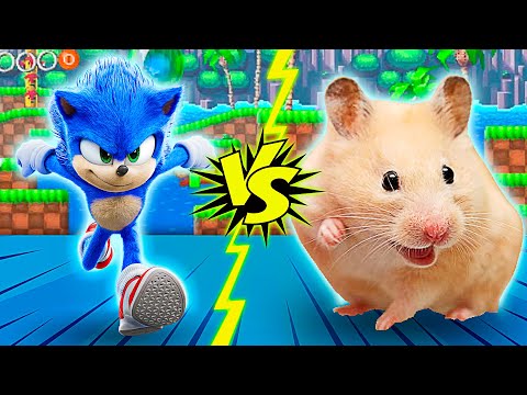 Sonic the Hedgehog and Hamster Napi | A huge maze from the game Hedgehog Sonic