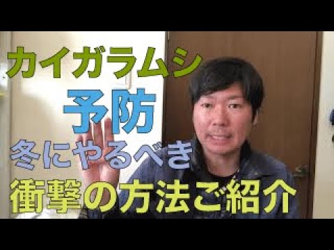 庭のコナカイガラムシの治療法: 祖母の効果的な 5 つの治​​療法  庭園