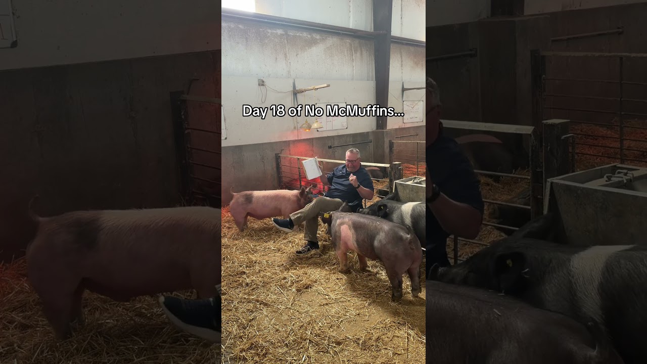 Just hanging out w the ingredients. #90dayschallenge #mcdonalds #pigs