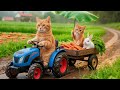 Mama Cat Rescue An Abandoned Bunny While Harvesting Carrots Bunny Finds Home With Cats ️
