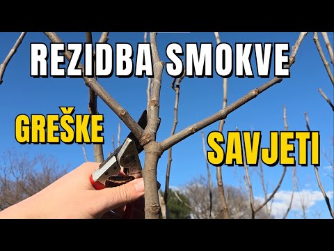 Pravilna rezidba SMOKVE - 2 roda za cijelu sezonu!
