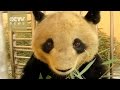 Canine distemper virus kills third panda in China ...