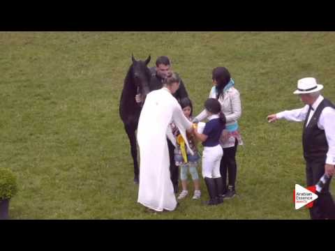 1st Place N.90 ARTEMAS GA - Ströhen 2015 B-Show - Junior Colts Championship (Class Q)