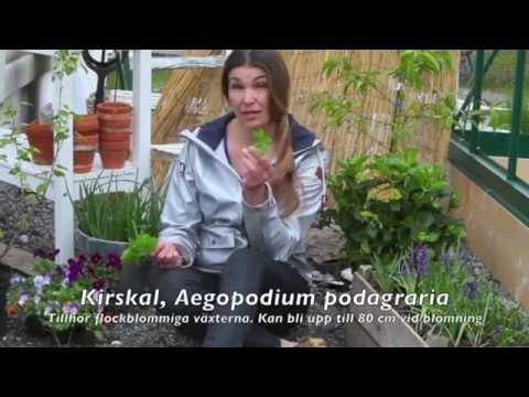 Kirskål - ogräs i trädgården. Så lyckas du få bort den!