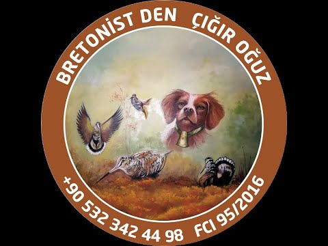 EPAGNEUL BRETON BILDIRCIN AVI 2017  ÇIĞIR OĞUZ