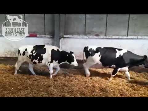 Incalf Heifers from Germany Calving in Autumn