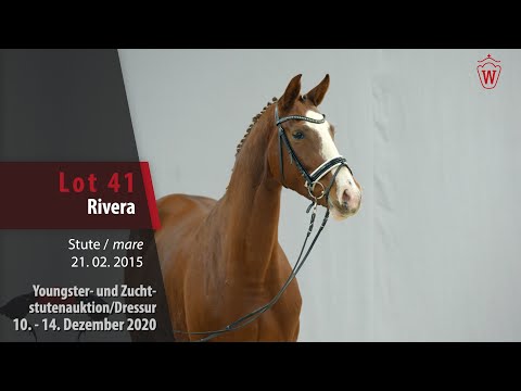 Youngster- und Zuchtstutenauktion/Dressur Lot 41 Rivera Stute v. Rocco Granata -   Laudabilis