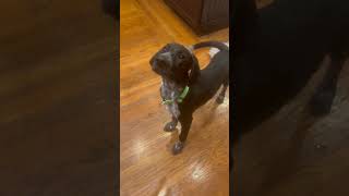 Video preview image #1 German Shorthaired Pointer Puppy For Sale in Menlo Park, CA, USA