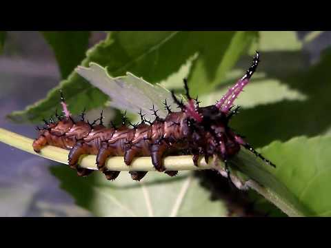 Beautiful horned caterpillars: Citheronia azteca
