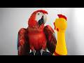 When a Parrot Is Born a Natural Comedian 😂 Funniest Animal Videos Ever