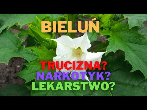 Bieluń: trucizna - narkotyk - lekarstwo