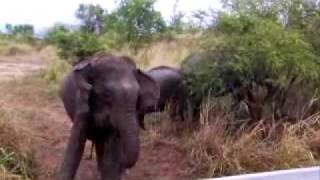 preview picture of video 'Elephant Encounter in Sri Lanka'