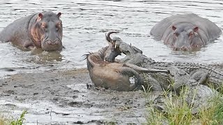 Hippos Save Wildebeest from Crocodiles!