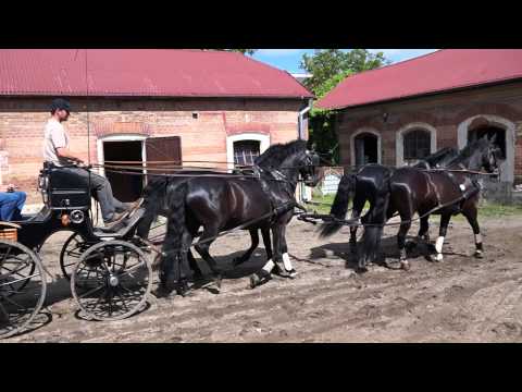 Vierspänner in Heřmanův Městec (Herrmannstädtel)
