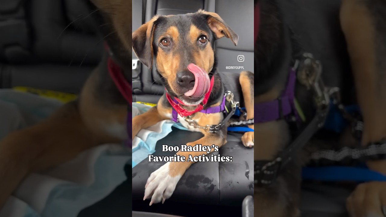 Enlarge Boo Radley, an adoptable mixed breed in Briarcliff Manor, NY video 2/2
