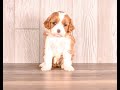 Cavapoo dogs for sale: Timmy - Video 1
