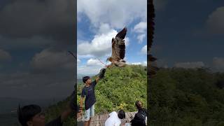 Download lagu BURUNG GARUDA DI TERBANGKAN OLEH ADEK KECIL YANG PEMBERANI mp3