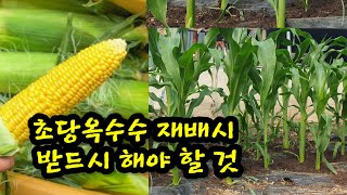 #옥수수 재배시 반드시 해야 할 것