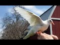 Hand Raised Baby Dove White Pigeon Flight School