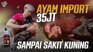 Download lagu IMPORTED CHICKEN ARRIVES IN A PALE YELLOW CONDITION mp3