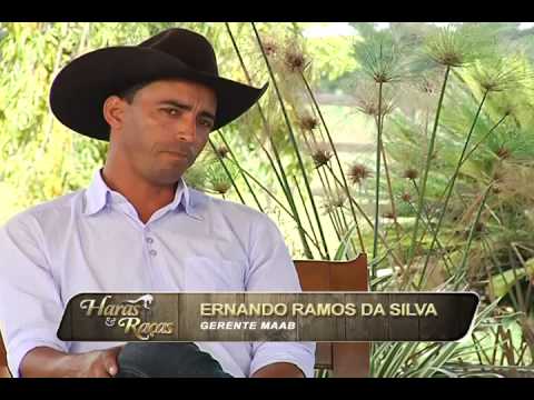 HARAS E RAÇAS - MULA PRETA-MAAB (QUARTA-FEIRA)