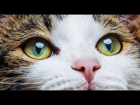 METAL GEAR SOLID V: THE PHANTOM PAIN - walkthrough pt4