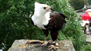 preview picture of video 'Schreiseeadler  auf der Burg Reifferscheid'