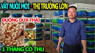 New Pets - Big Market with Income of Tens of Millions of Dong Per Month/ Raising Thai Coconut Wor...