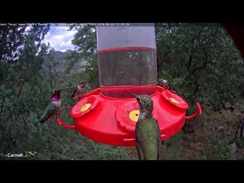 Broad-tailed x Lucifer Hummingbird Hybrid Visits West Texas – Aug. 4, 2018