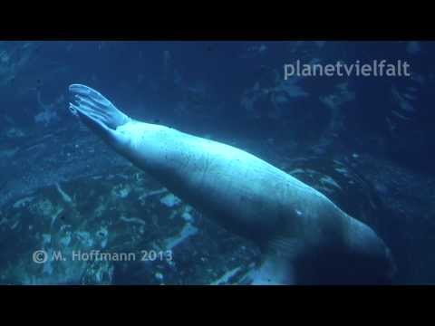 Walross Odobenus rosmarus im Zoo Hagenbeck, Hamburg, Walrus