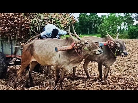 bulls in heavy sugarcane loading it bullock cart performance