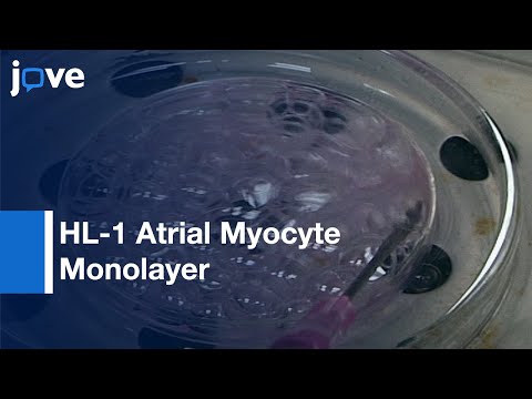 Voltage & Calcium Dual Channel Optical Mapping: HL-1 Atrial Myocyte Monolayer l Protocol Preview