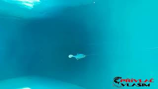 FishingGhost RoachyOne 16cm Real Roach 1ks