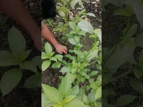 Planting Egg plant🍆