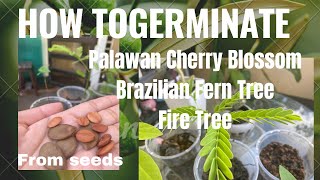 How to propagate... Palawan Cherry Blossom, Brazilian Fern Tree and Fire Tree from Seeds