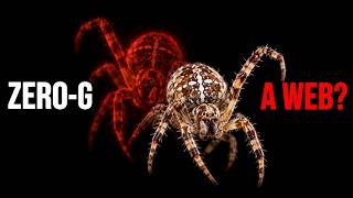 NASA Put Spiders in Zero Gravity. Then Something Strange Happened.
