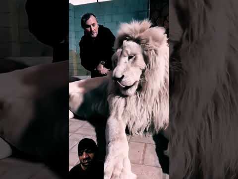 No Cat Pat. #africa #lion #animals #tiger #safari #bigcat #explore #viral #africa #nature #shorts