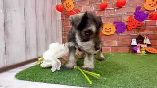 ミニチュアシュナウザーの動画01