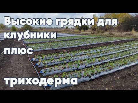 Триходерма Вириде (Trichoderma Viride) 0.5 л, биофунгицид зерновой мицелий гриба, MYCO GUARDIAN - фото 1 - id-p2108993095