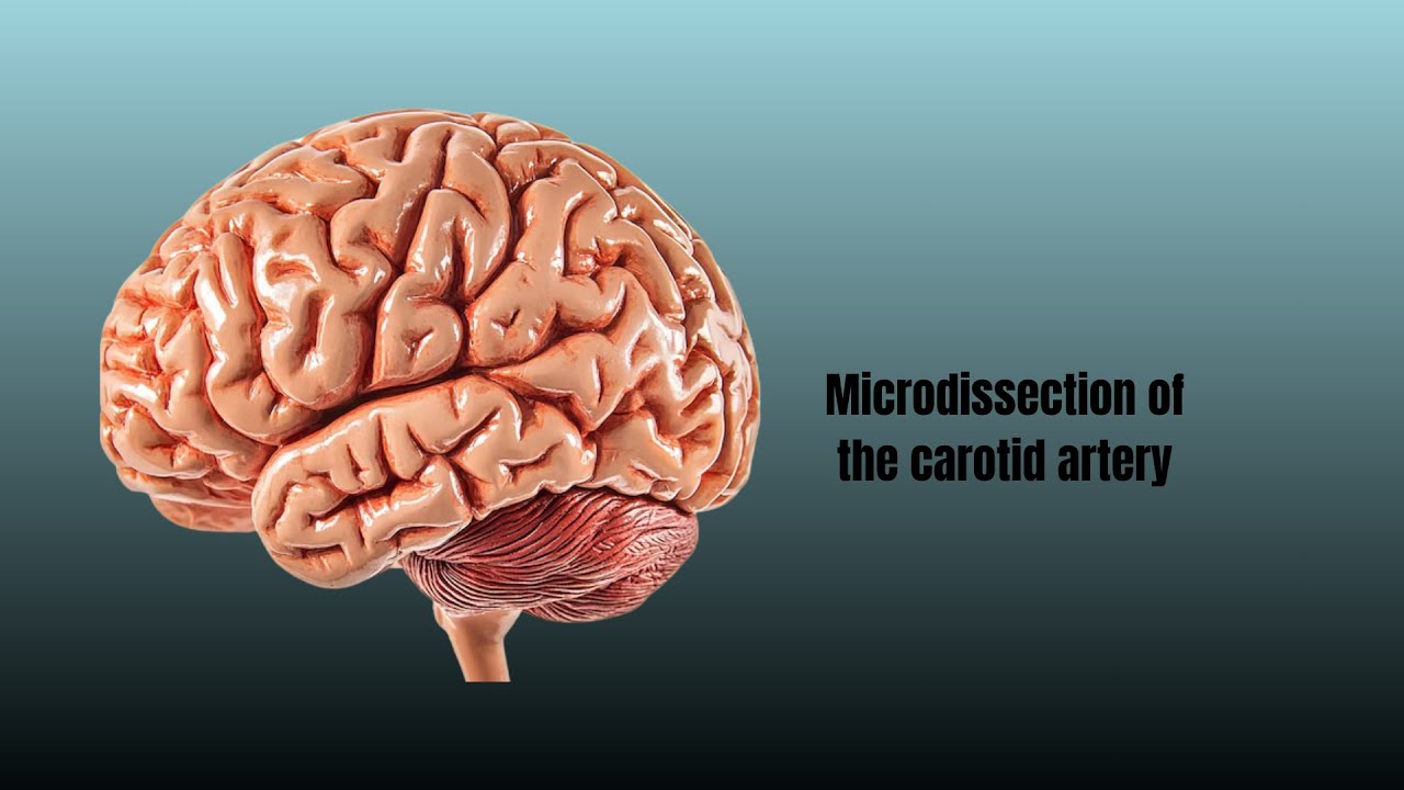 David Tafur Muñoz-2479